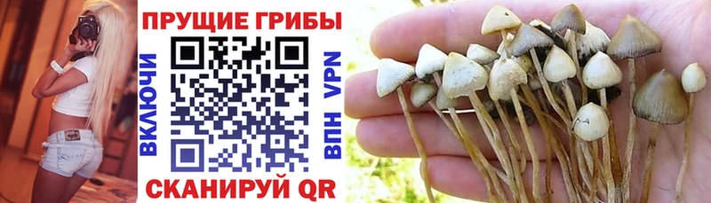 Галлюциногенные грибы Psilocybe  где найти   Тайга 
